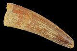 Spinosaurus Tooth - Real Dinosaur Tooth #163806-1